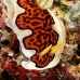 nudibranch_bla_nmal_h_0002_mal0850.jpg